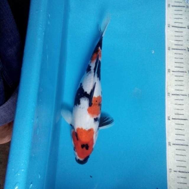 Sowa 30cm