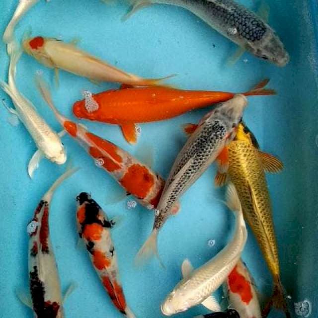 Mix koi 15 ekor