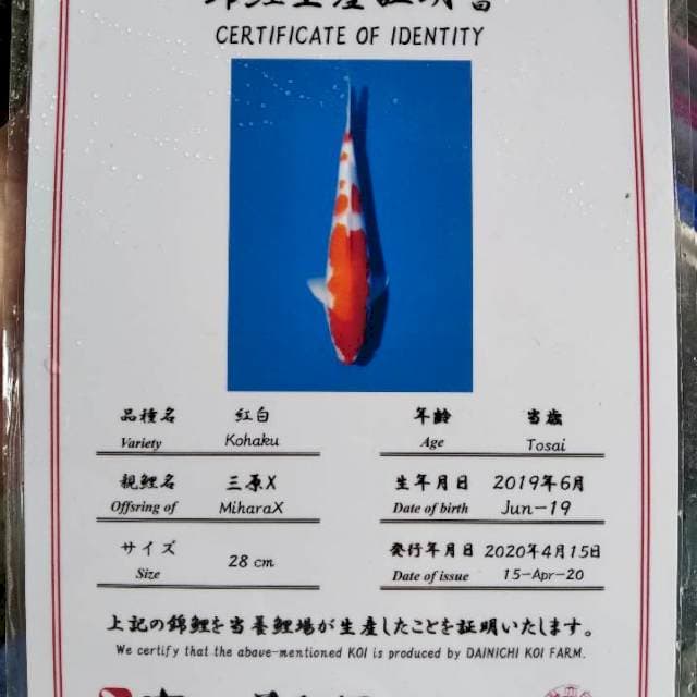 Kohaku dainichi serti