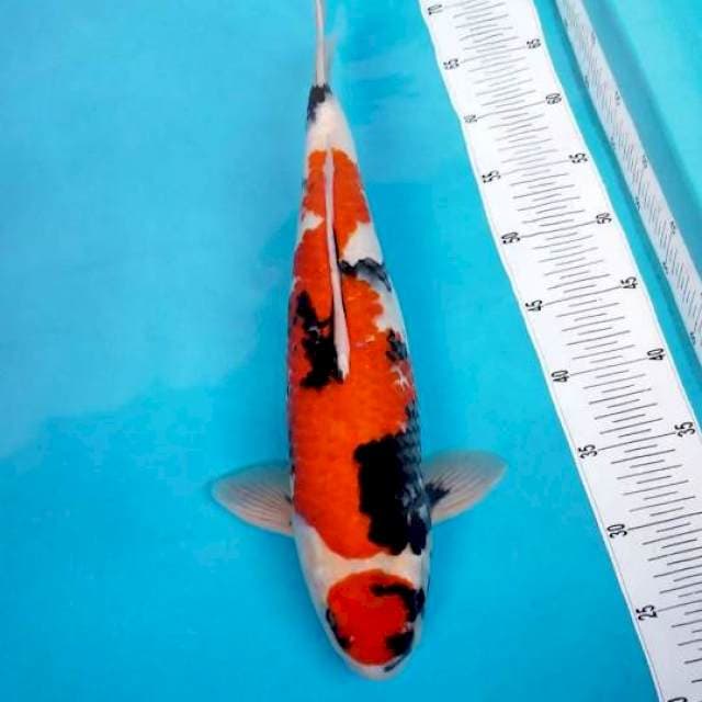 MARUTEN SHOWA 45 CM