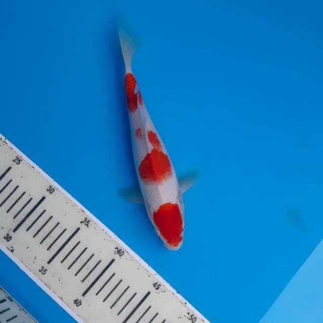 Kohaku original