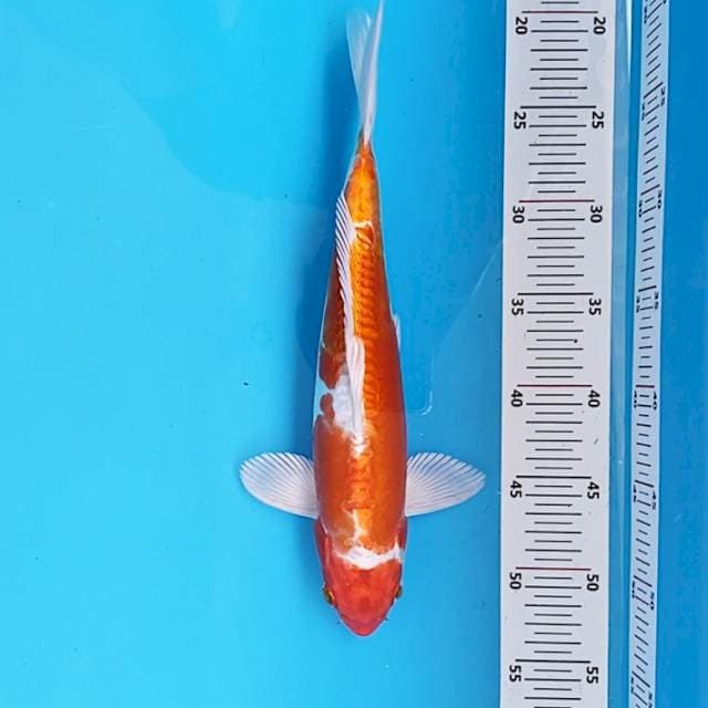 KIKUSHUI IMPORT 35bu MALE
