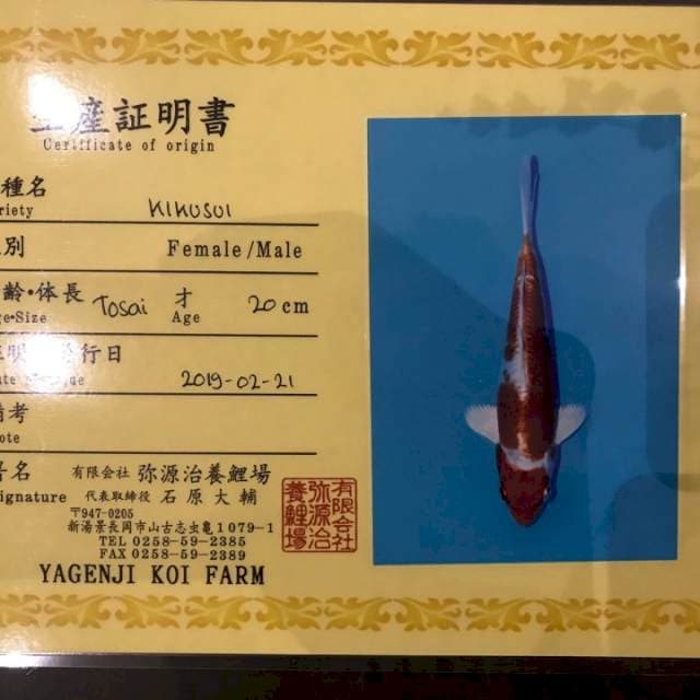 KIKUSHUI IMPORT 35bu MALE