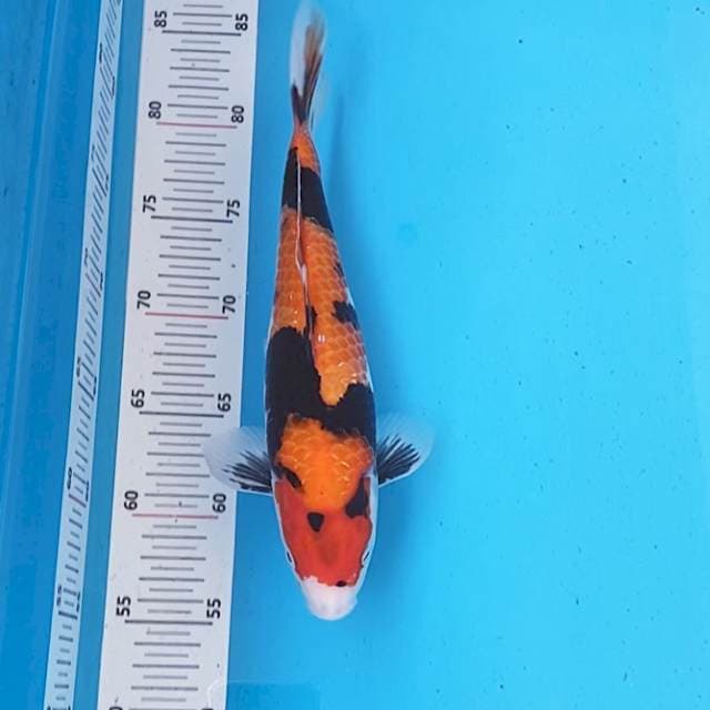 HI SHOWA Motoguro 30cm MALE