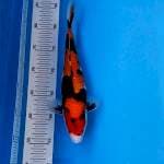 HI SHOWA Motoguro 30cm MALE