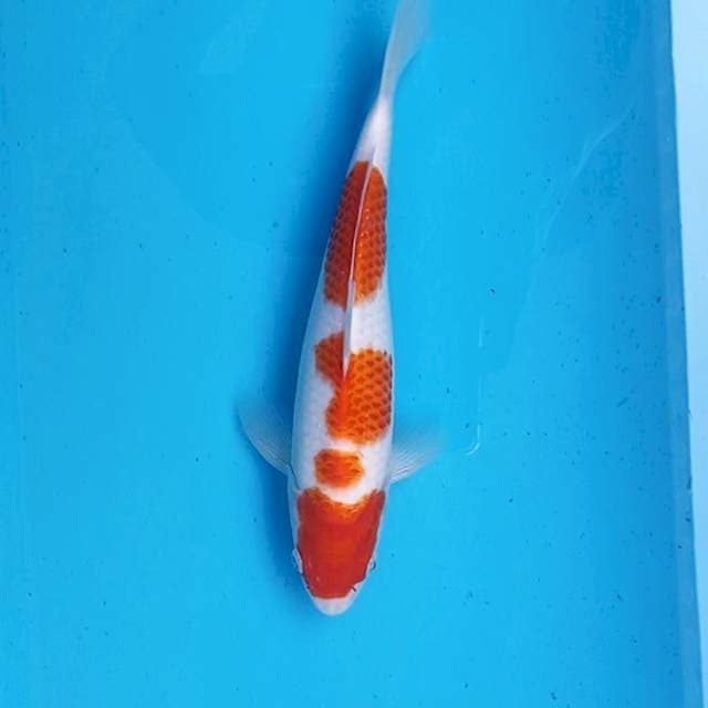 KOHAKU 28cm MALE