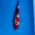 KOHAKU 28cm MALE