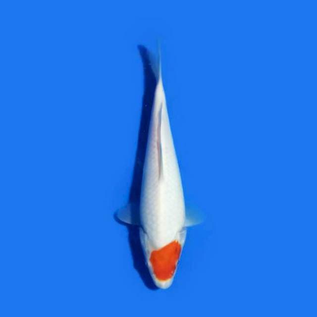 Tancho Kohaku 24 cm