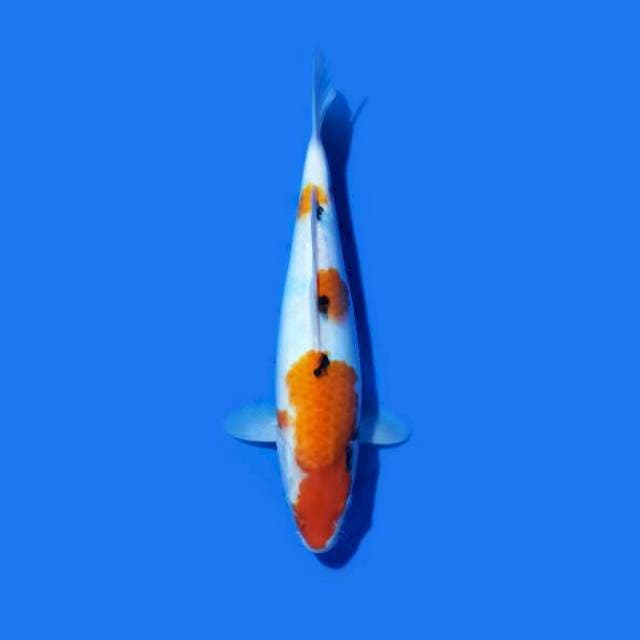 Sanke 32 cm