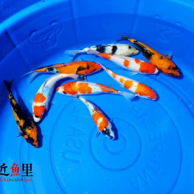 Paket Mix 15-20 cm