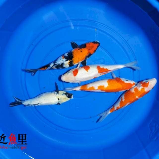 Paket Mix 19-25 cm