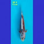 SHUSUI F1 KONISHI 80 BU (SP 9)