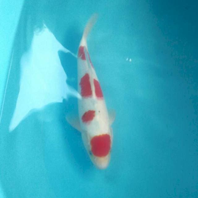 Original Patern Sanke, male 34 cm