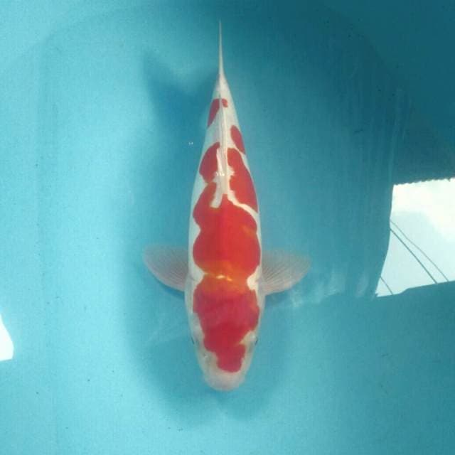 Doitsu, male 39 cm