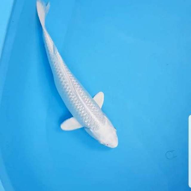 Kohaku