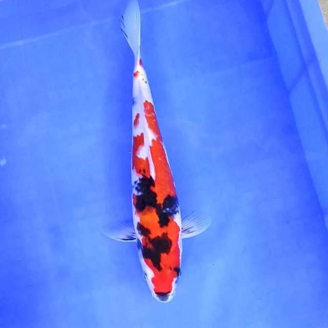 1. Showa || 34 cm 