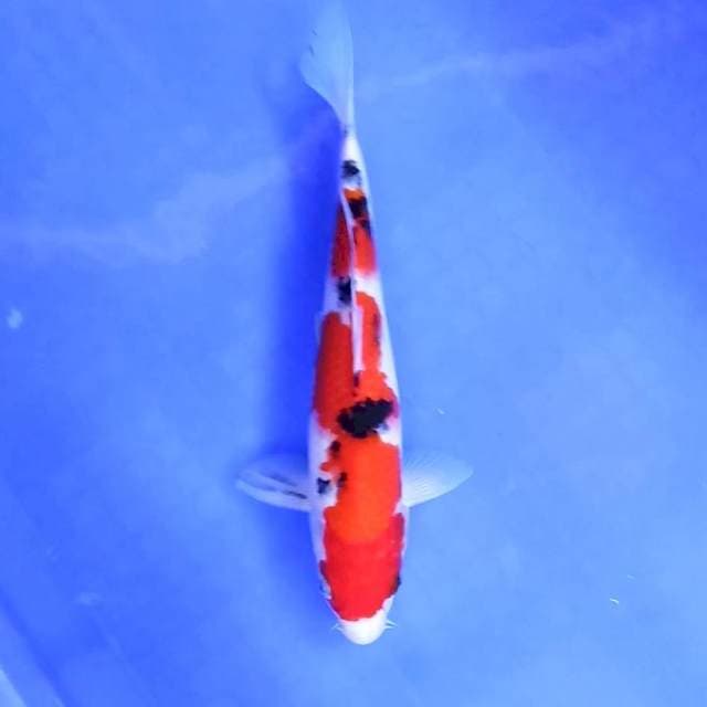 2. Sanke || 27 cm