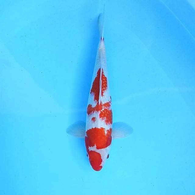 6. Kohaku Ginrin || 35 cm || Jantan