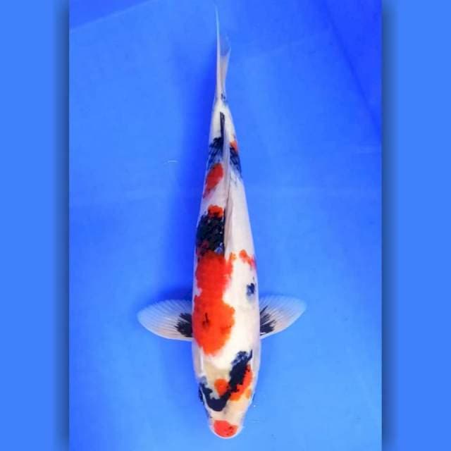 7. Kindai Showa Motogoro || 37 cm