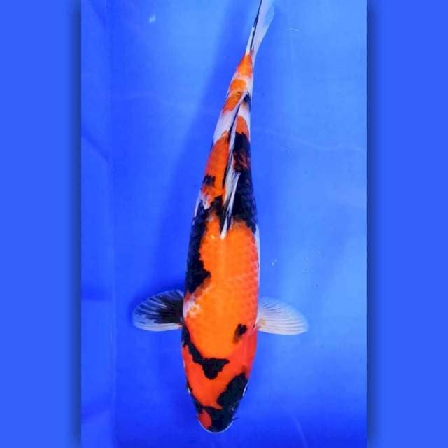 9. Showa Jumbo || 41 cm