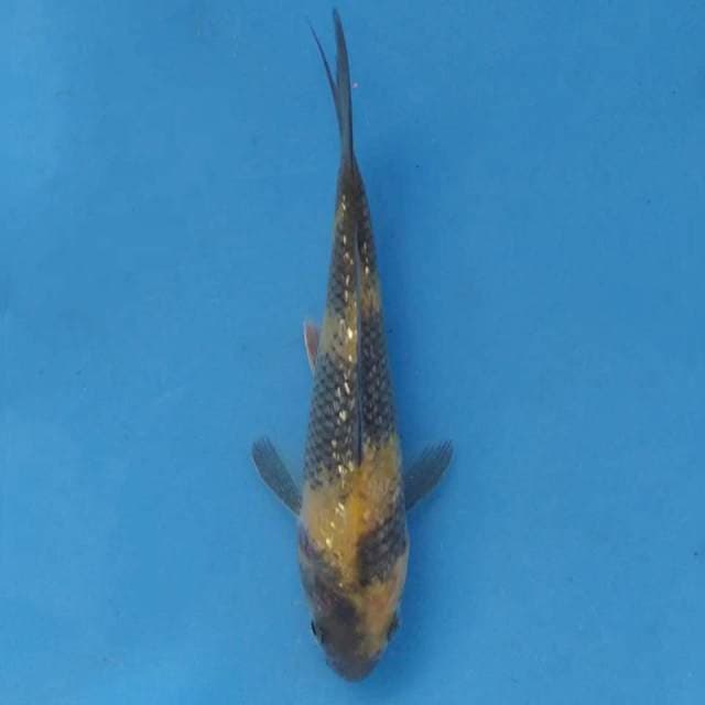 Otsuka Ki Utsuri Ginrin