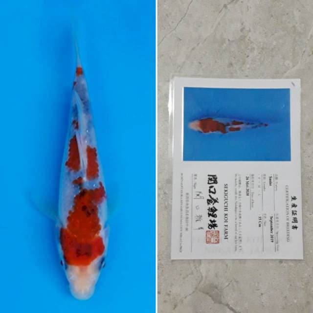 Sekiguchi sanke 15cm sertifikat