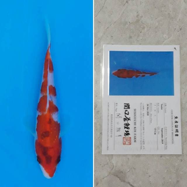 Sekiguchi sanke 15cm sertifikat