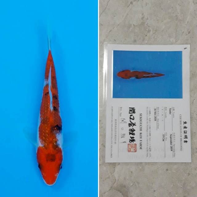 Sekiguchi sanke 15cm sertifikat