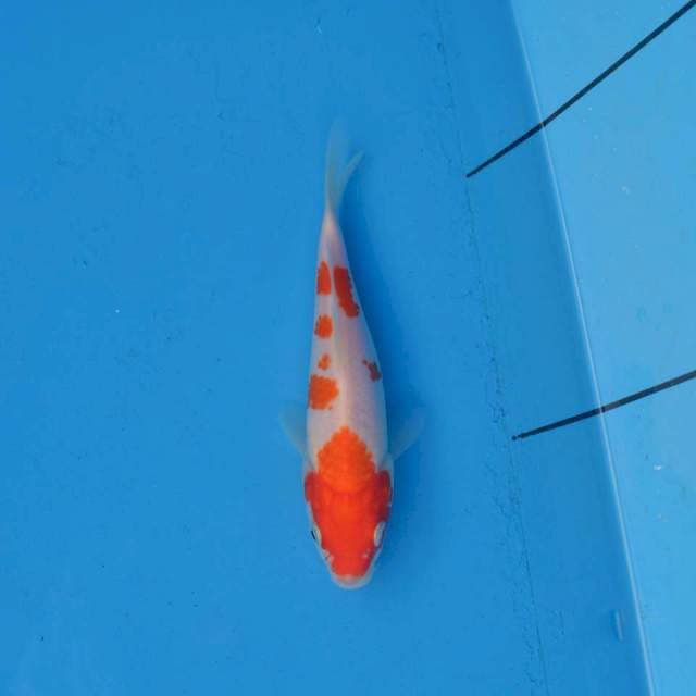Kohaku Ori F1