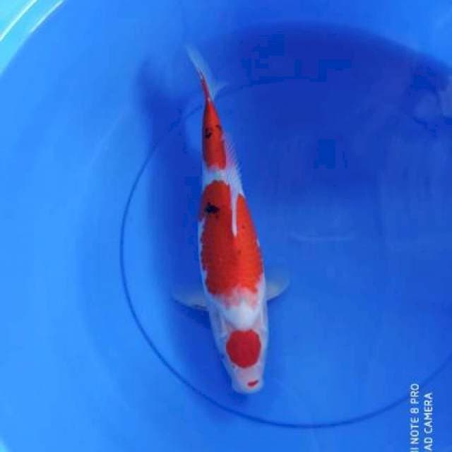 maruten sanke 35cm