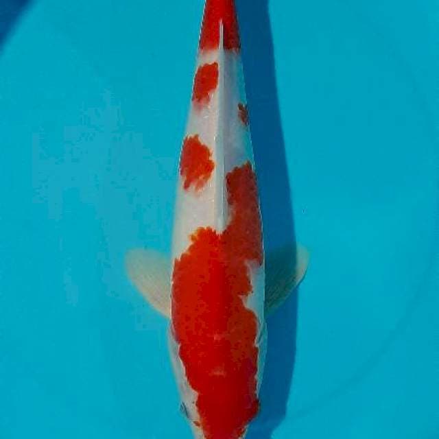 Kohaku