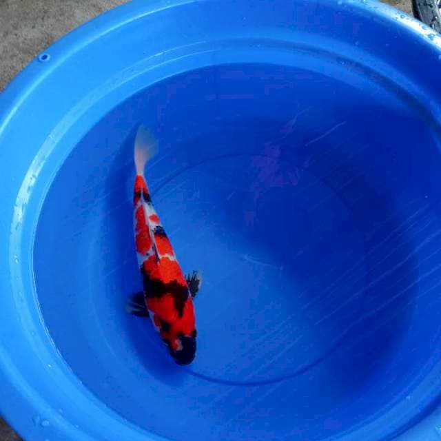 showa 38cm