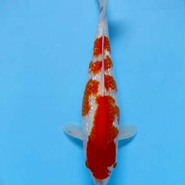 Kohaku gindrin