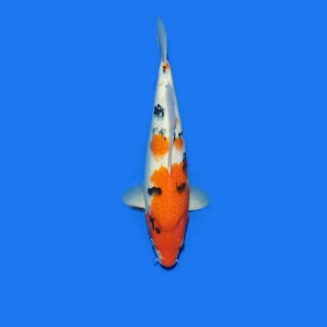 Showa 30cm