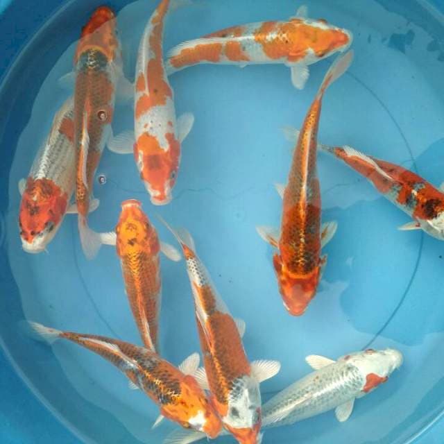 Kujaku 25cm 10 ekor