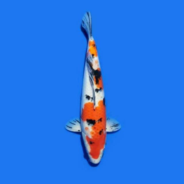 Sanke 30 cm