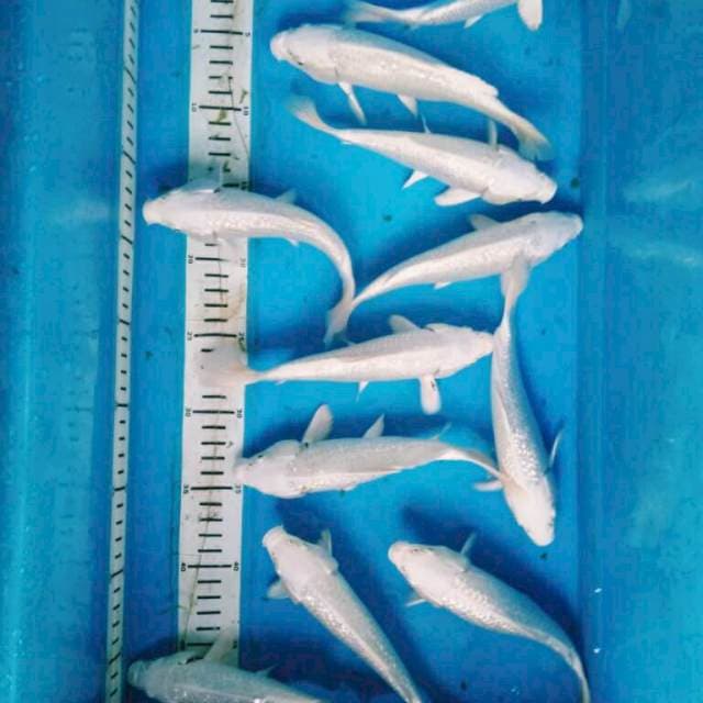 PLATINUM GINRIN 11EKOR