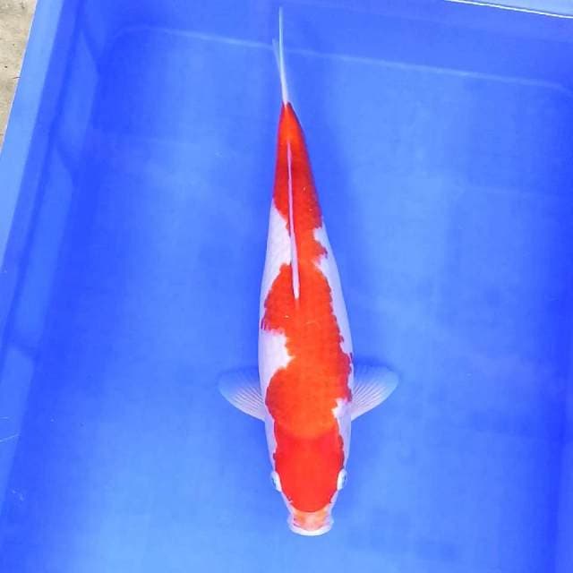 Kohaku // 38cm