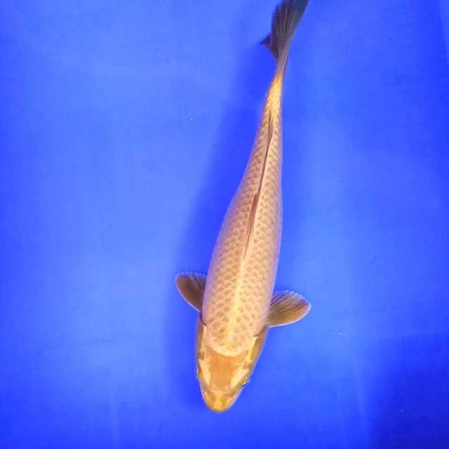 Ogon // 31cm