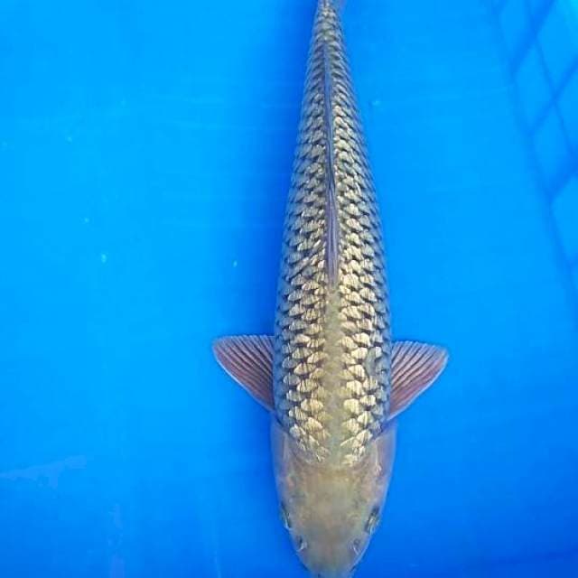 Soragoi 46cm