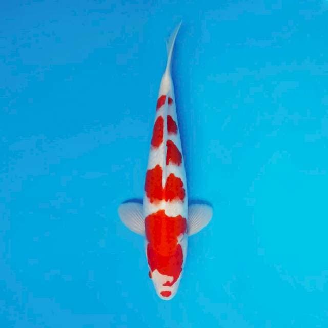 ARENA 4 ~ KOHAKU ™