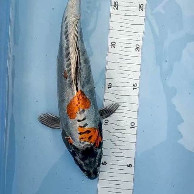 Kikokuryu 29cm bulky