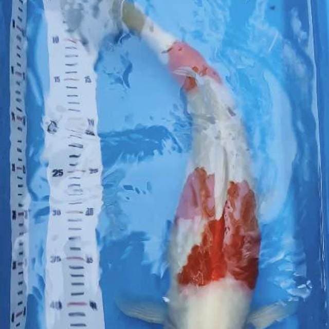 Kohaku male F1 llg singkat