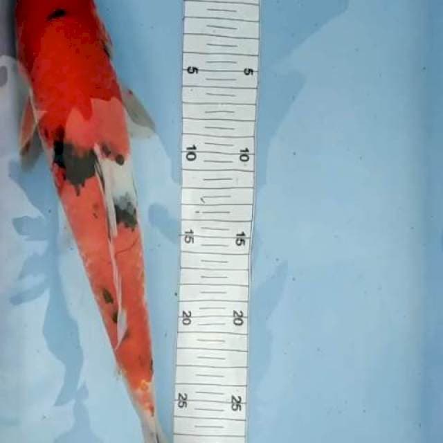 Sanke 35cm Ori