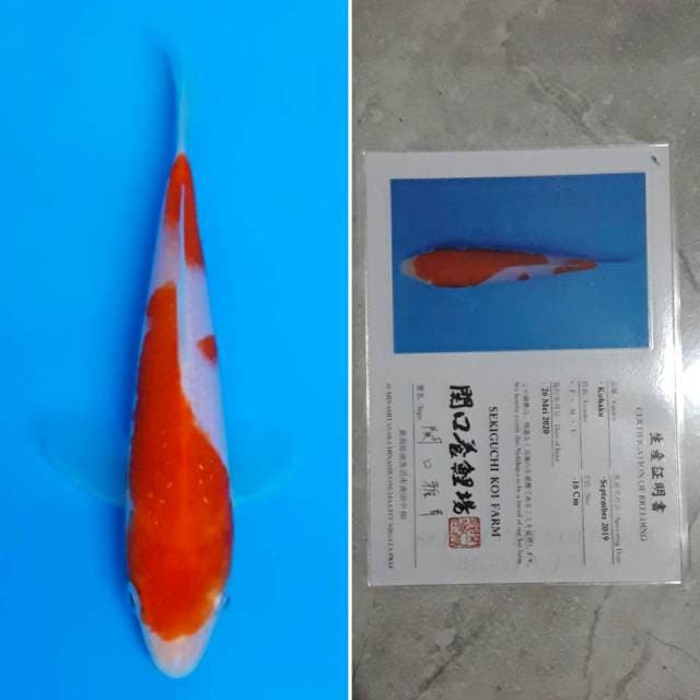 Sekiguchi kohaku 16cm sertifikat