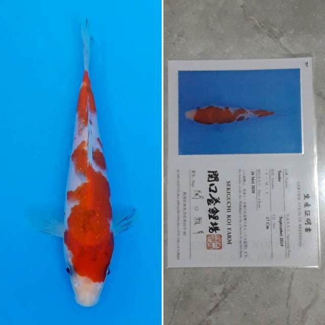 Sekiguchi sanke 17cm sertifikat
