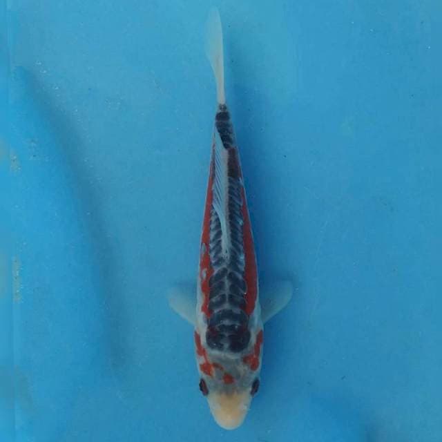Yamaju Shusui