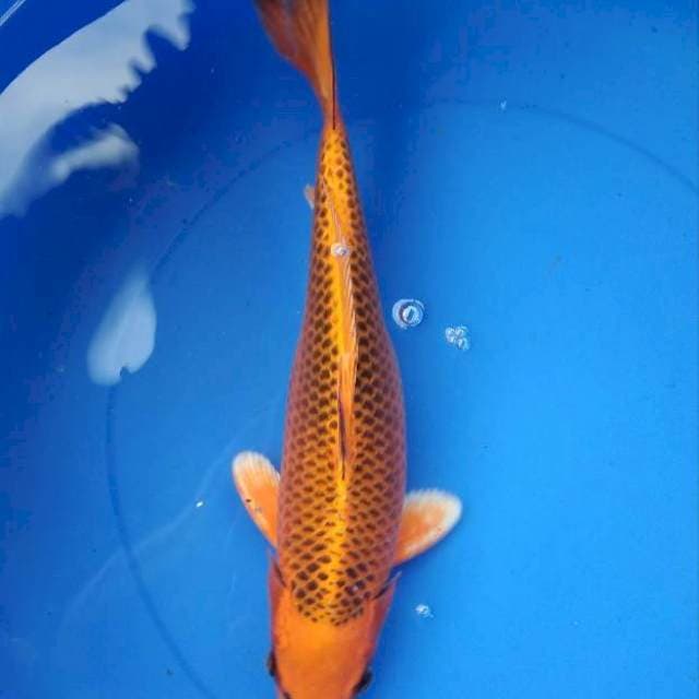 KIN MATSUBA