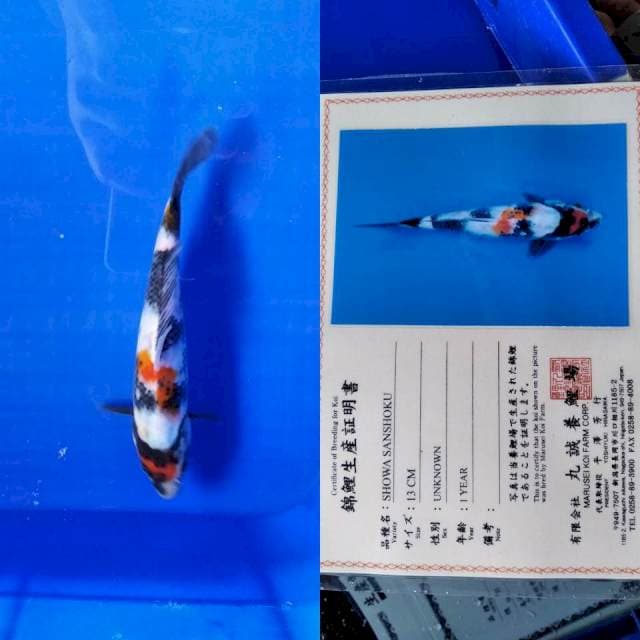 Showa marusei