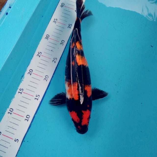 #1. Showa 33 CM